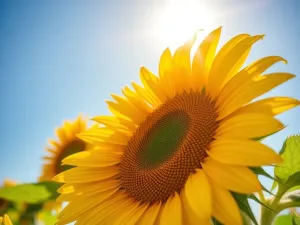 W jakim miesiącu słońce najbardziej opala? Odpowiedź na to pytanie